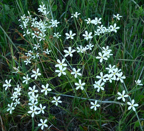 {Sabatia difformis}